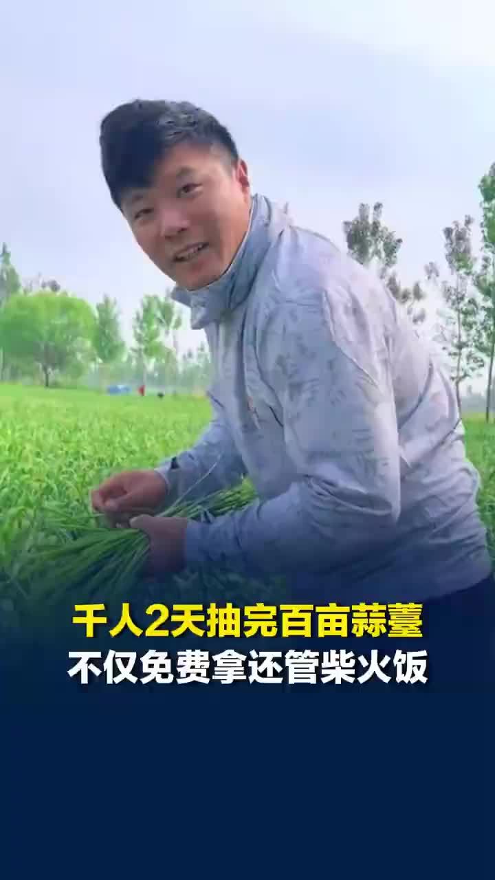 百亩蒜薹被近千人2天抽完，种蒜大户：千人2天抽完百亩蒜薹成本比雇人低