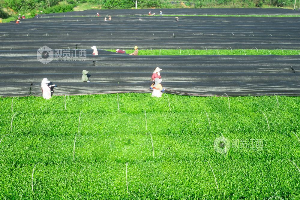 4月26日，江西省吉安市泰和县泰和垦殖场生态茶园绿意盎然，茶农们正忙着为茶树铺设遮阳网，为茶树撑起“遮阳伞”。