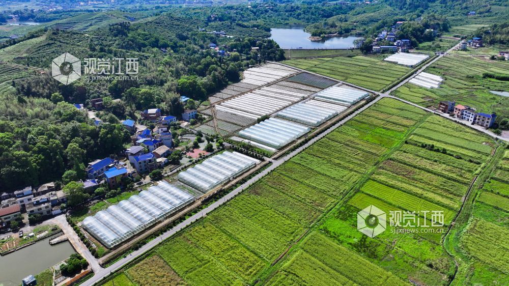 江西萍乡：“订单辣椒”种植忙（图）