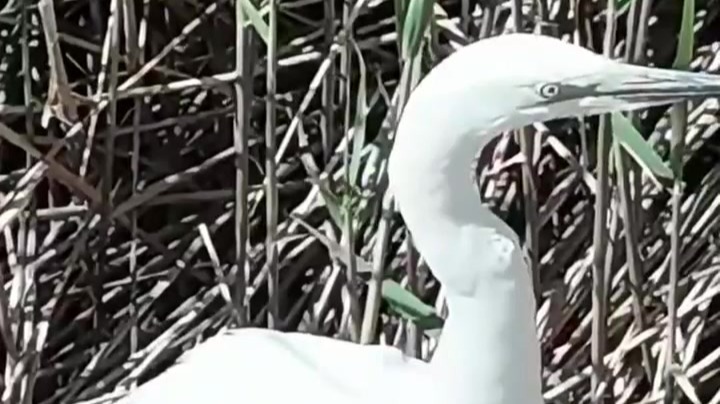 干涸半世纪的沙漠湖泊重现碧波　引白鹭安家育娃