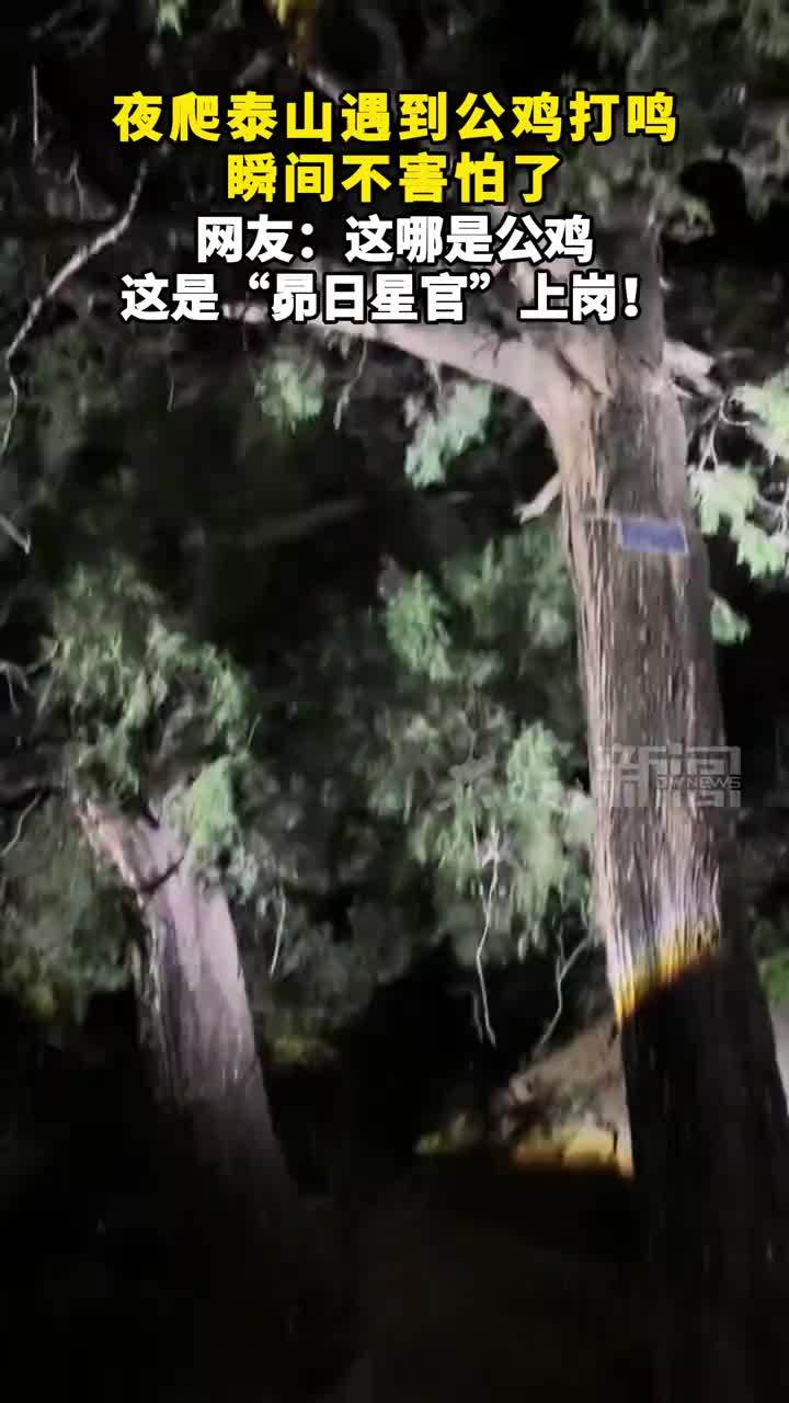 夜爬泰山遇到公鸡打鸣，瞬间不害怕了。网友：这哪是公鸡，这是“昴日星官”上岗