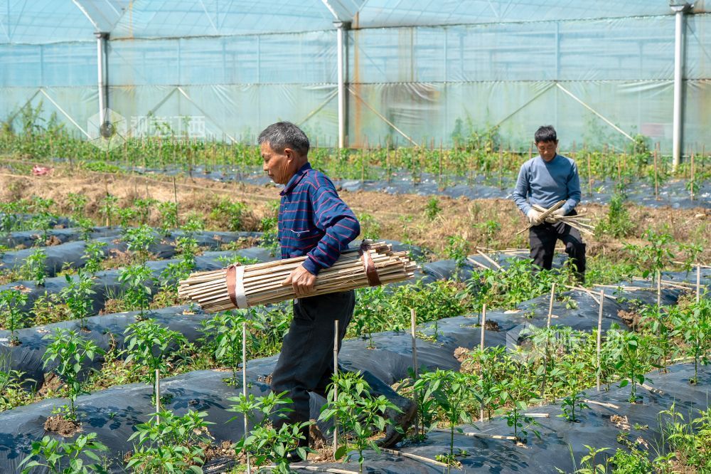 江西萍乡：“订单辣椒”种植忙（图）