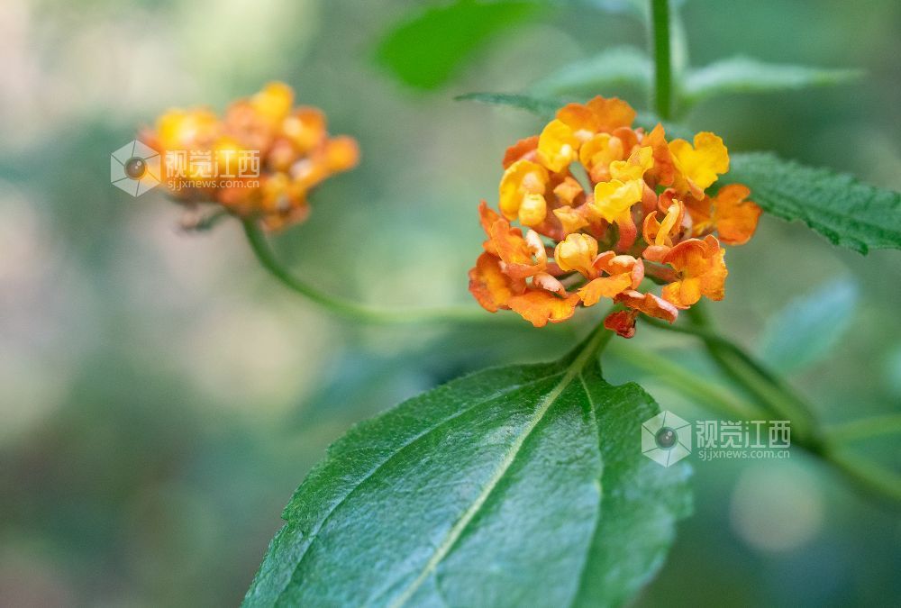 江西金溪:人间芳菲四月天(图)