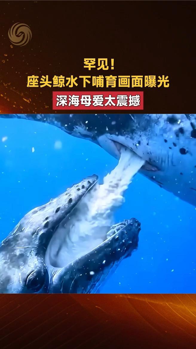罕见！座头鲸水下哺育画面曝光，深海母爱太震撼