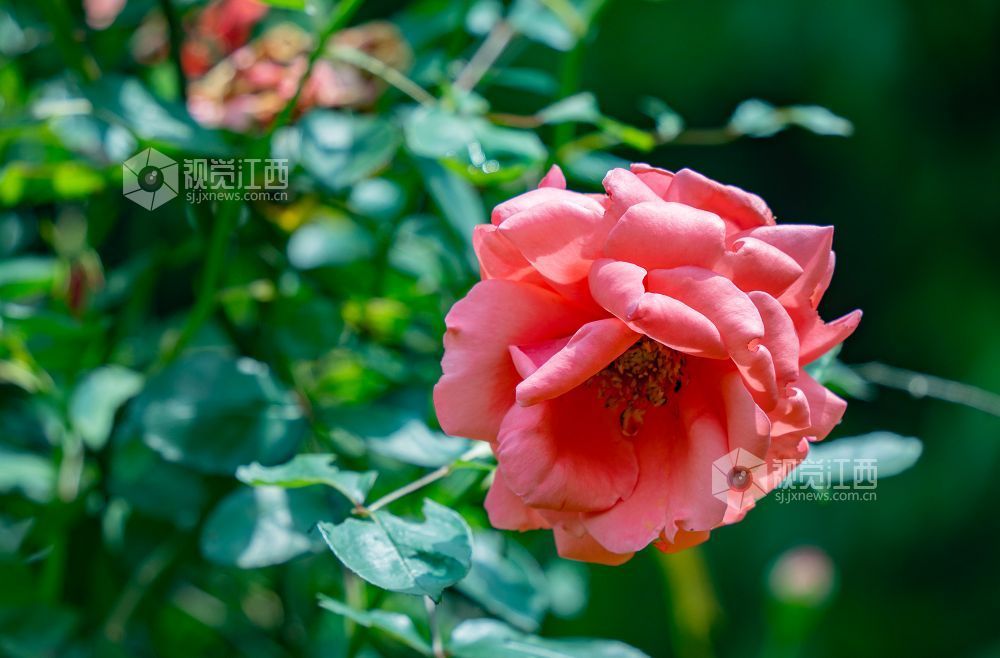 江西金溪:人间芳菲四月天(图)