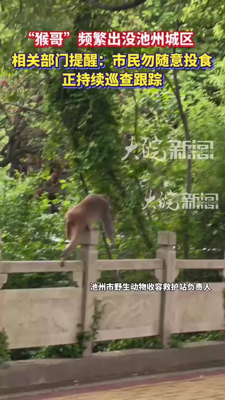 “猴哥”频繁出没池州城区 相关部门提醒：市民勿随意投食 正持续巡查跟踪