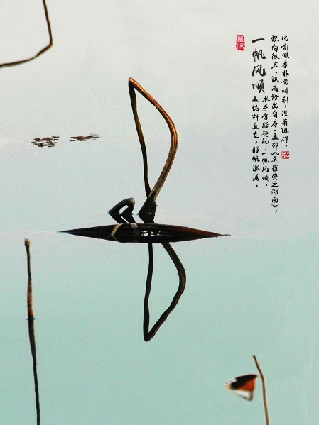 枯荷作品《一帆风顺》