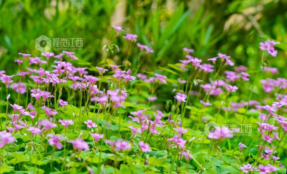 江西金溪:人间芳菲四月天(图)