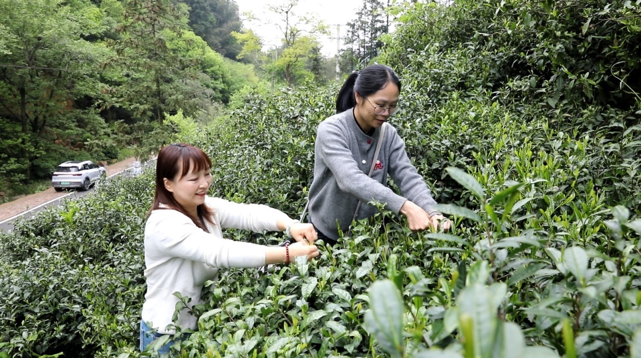 游客正在采茶