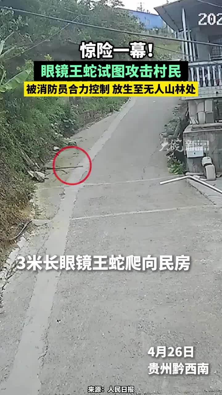 惊险一幕！3米长眼镜王蛇爬向民房，并试图攻击村民，幸被消防员合力控制并被放生至无人山林处。消防提醒：眼镜王蛇有剧毒，应保持安全距离，并立即拨打119报警求助。#眼镜王蛇