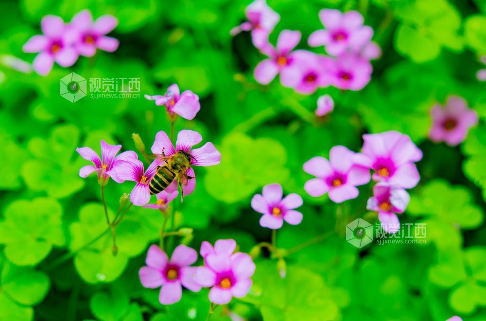 江西金溪:人间芳菲四月天(图)