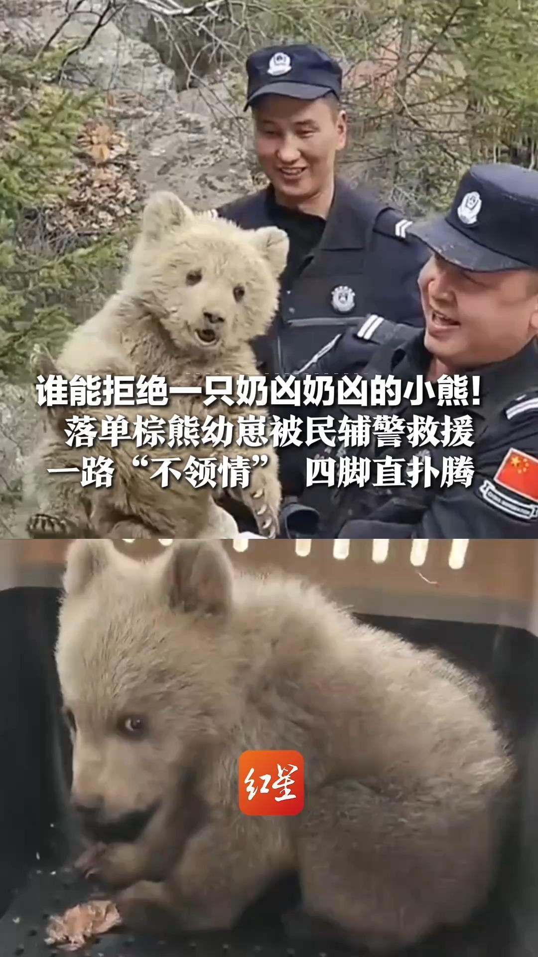 谁能拒绝一只奶凶奶凶的小熊！落单棕熊幼崽被民辅警救援，一路“不领情”四脚直扑腾，耷拉着小眼神太可爱