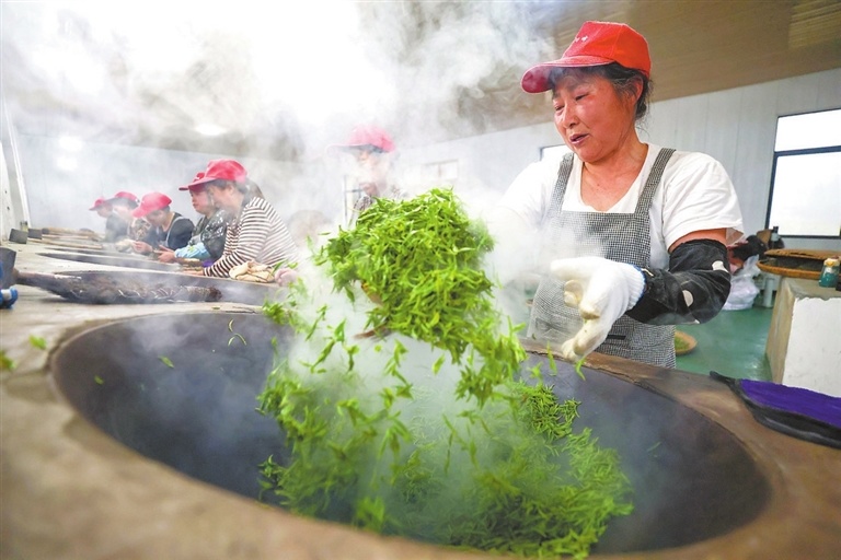 庐山市：手工制茶忙（图）