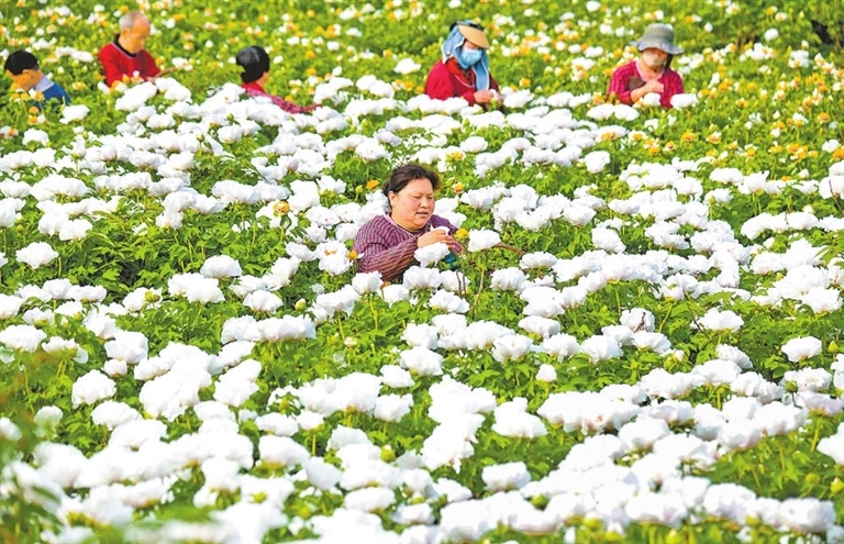 洛阳市新安县仓头镇郭庄村的牡丹种植基地，花农忙着采摘牡丹花。张怡熙 高月 摄