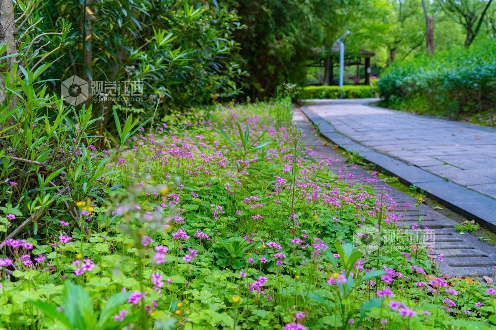 江西金溪:人间芳菲四月天(图)
