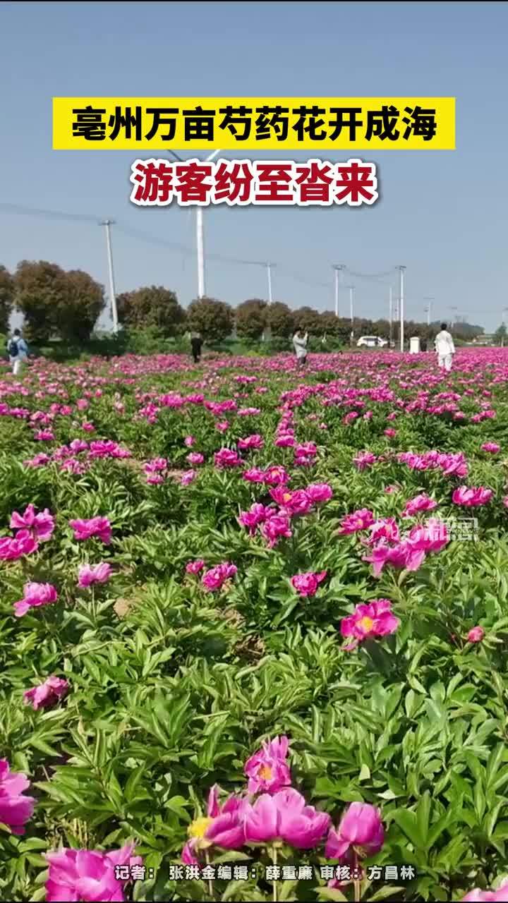 亳州万亩芍药花开成海，游客纷至沓来#安徽dou知道 #亳州本地 #芍药花“小黄城外芍药花，十里五里生朝霞。”清代诗人刘开笔下的亳州芍花盛景，如今正在谯城区十八里镇蒋李村重现。今年“五一”假期，随着万