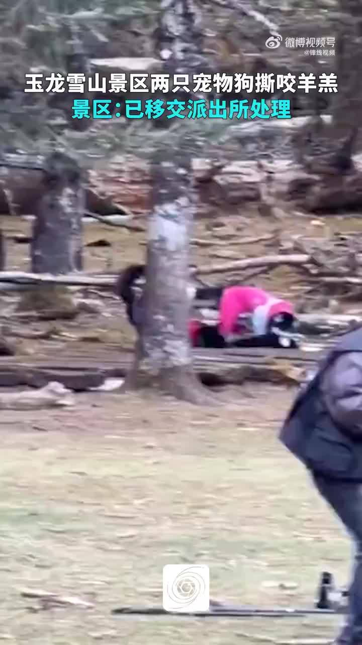 玉龙雪山景区回应2只狗撕咬羊羔：游客私自带的狗，已经报警
