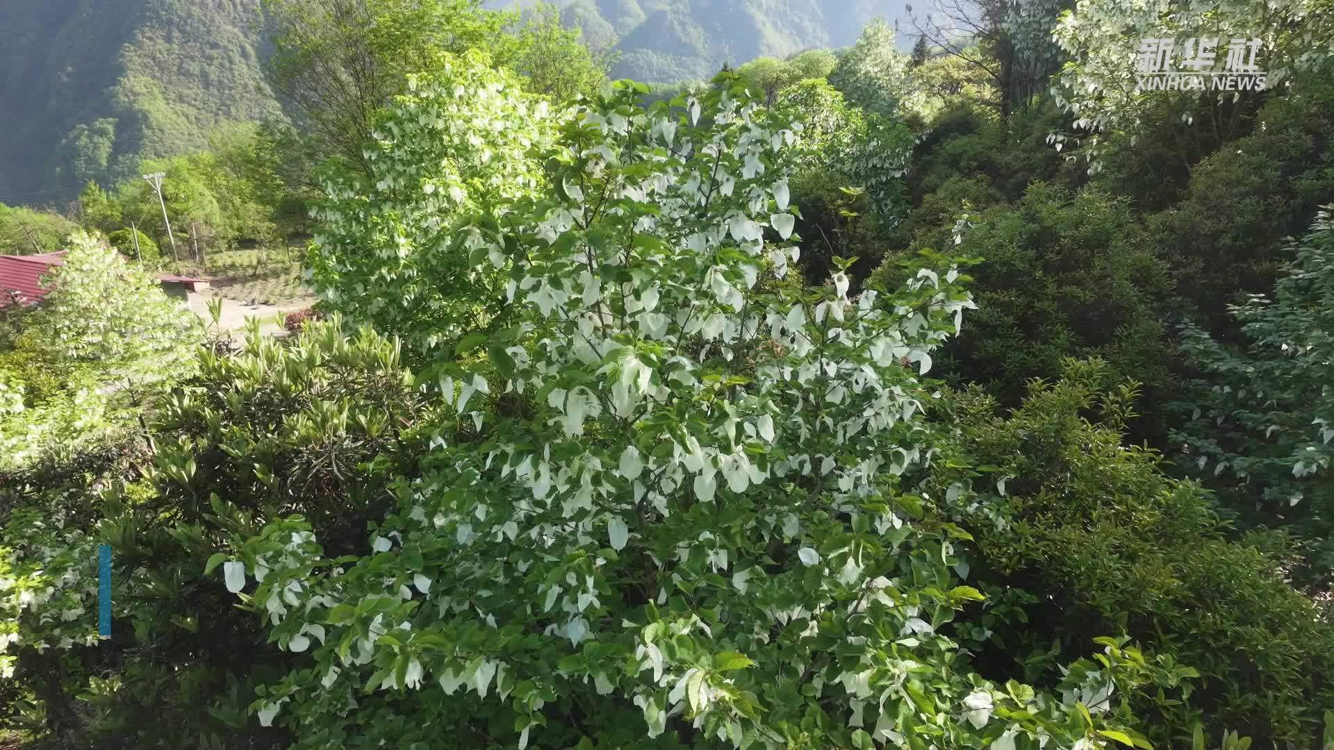陕西岚皋：珍稀“鸽子树”“飞”入寻常农家院