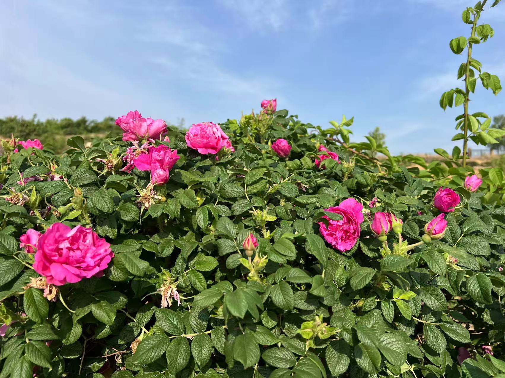 邹城市农文旅融合“小而美”业态渐入佳境