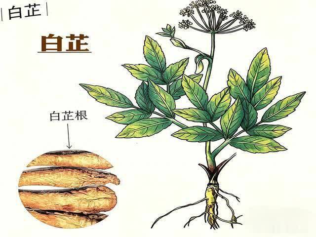 白芷：为什么白芷能快速止牙痛？一味药藏着阳明经的止痛密码