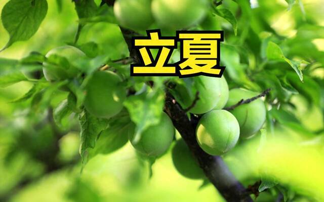 “立夏在头，五月桑拿；立夏在中，三伏穿袄”，今年立夏在哪？