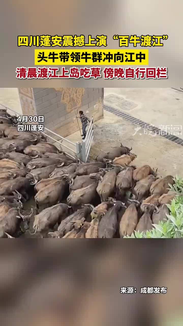 四川蓬安震撼上演“百牛渡江”！头牛带领牛群冲向江中，清晨渡江上岛吃草，傍晚自行回栏