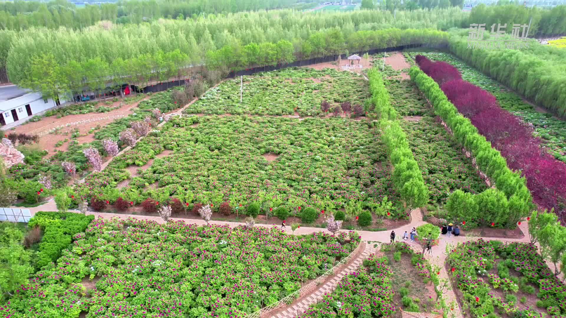 千城胜景｜河北广平：牡丹盛开 国色天香引客来