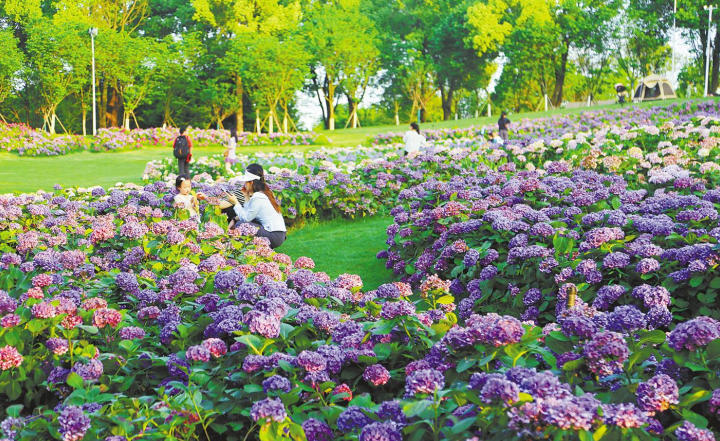 在南昌凤凰沟景区，游客穿梭花间打卡留影