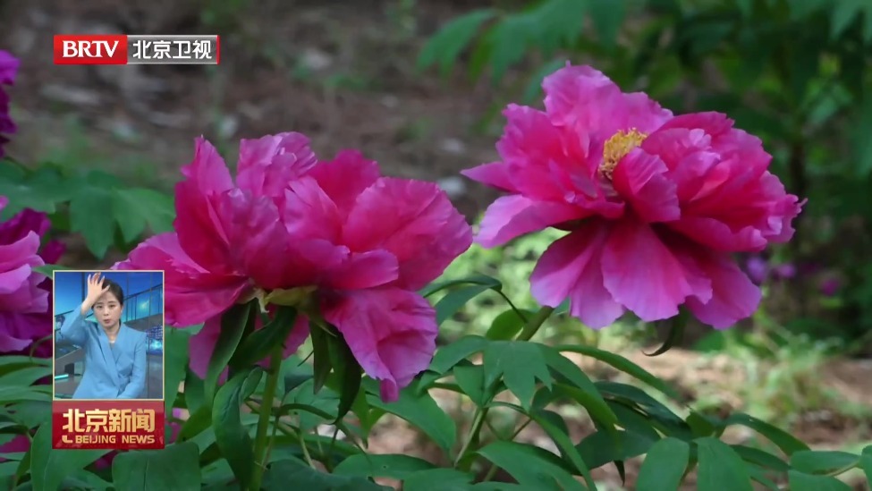 香山公园致远斋变身“露天书房”