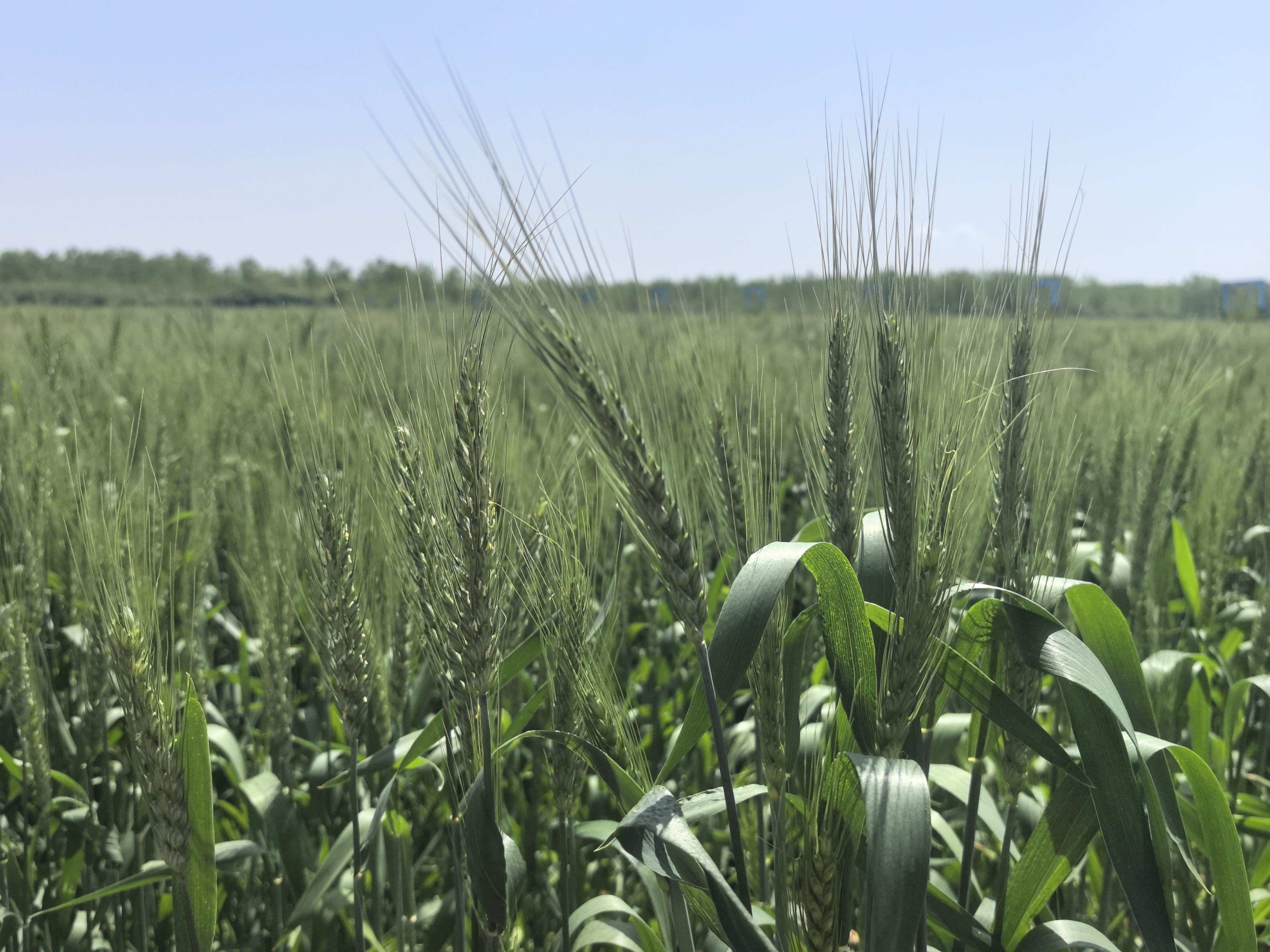 绿浪间的科技答卷！无人机穿梭、精量播种，六合解锁夏粮丰产新姿势