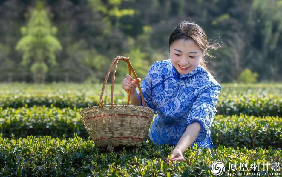 采茶女把一芽一叶掐进篓里　图源自康县文体广电和旅游局官方公众号