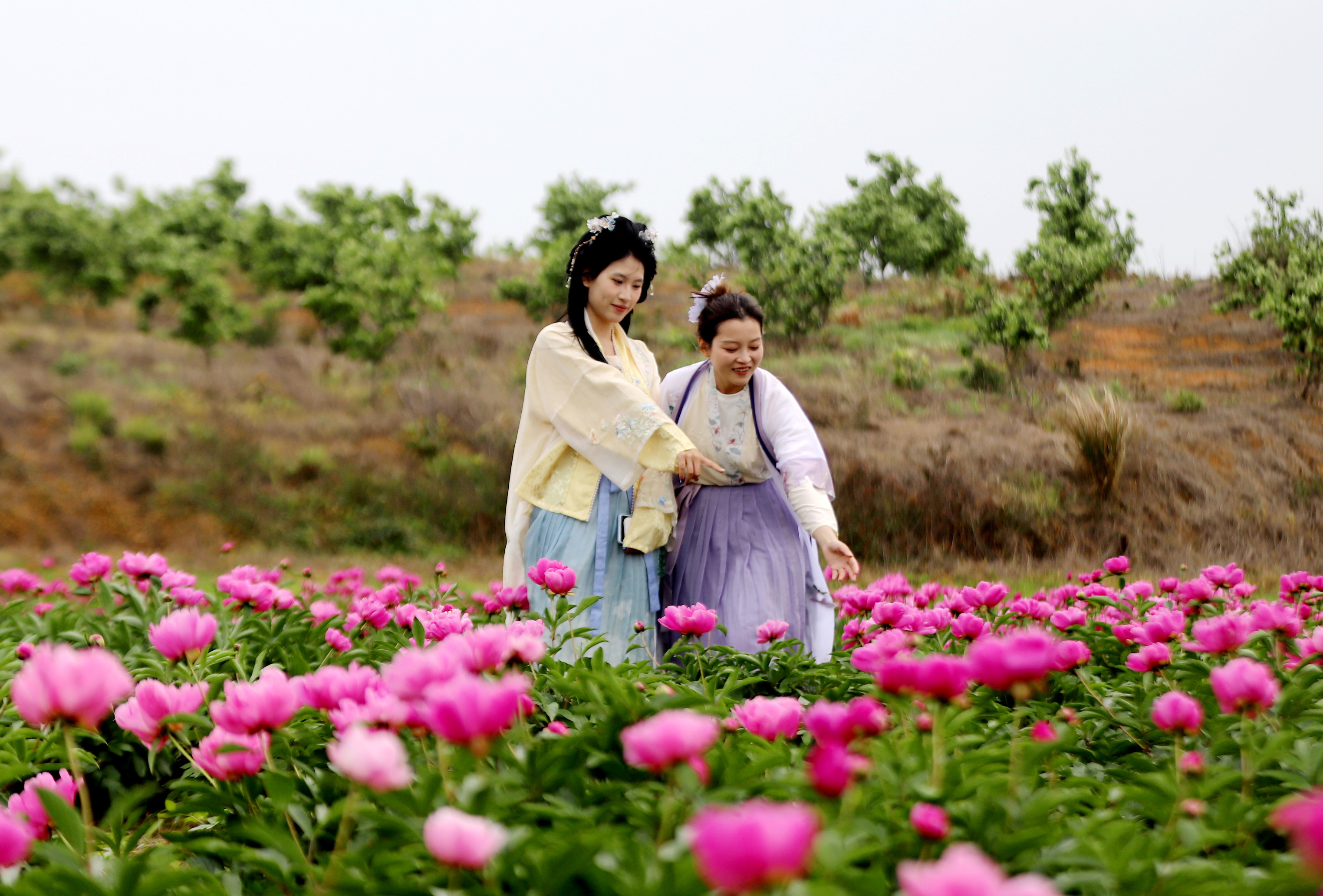九江湖口:武山百亩芍药花开了(图)