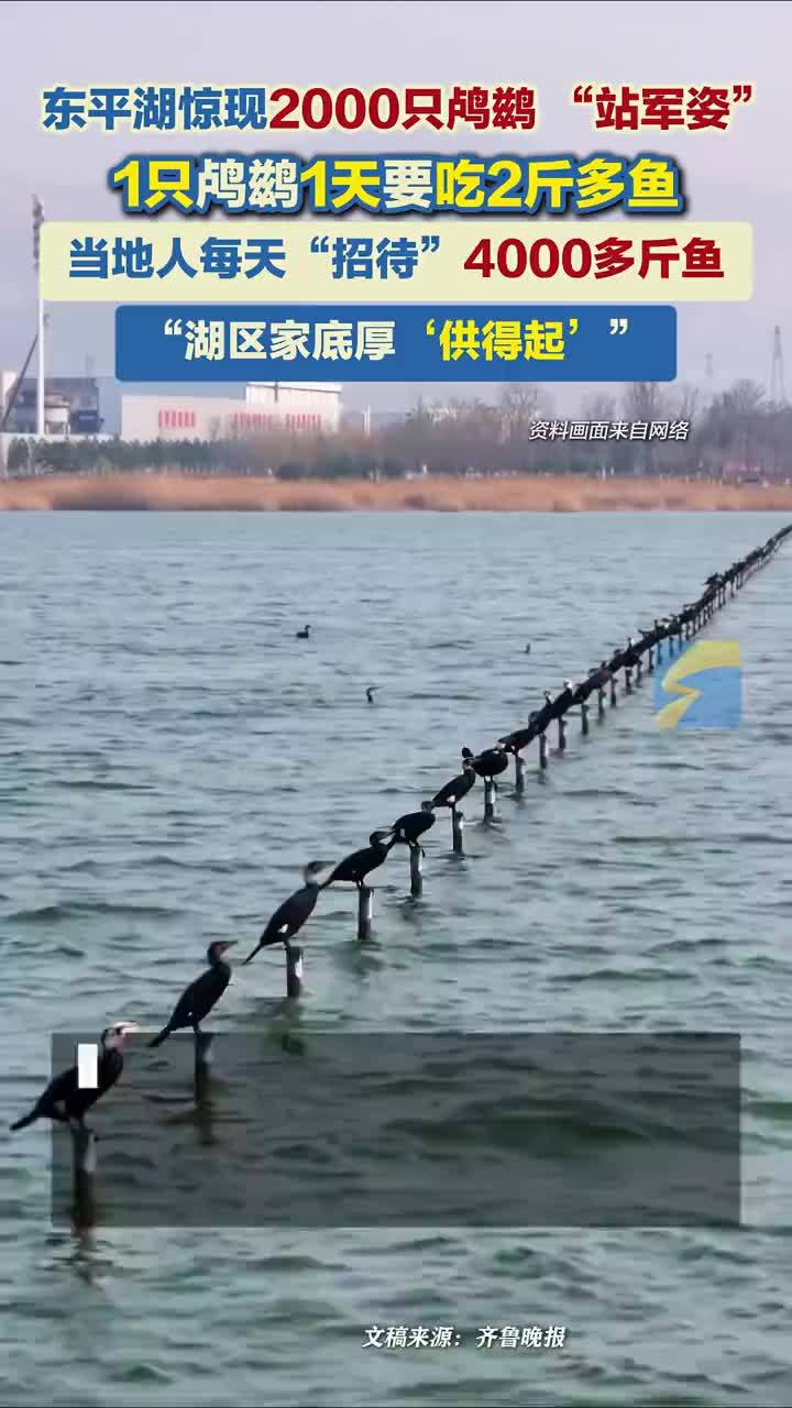 山东东平湖现2000只鸬鹚站军姿