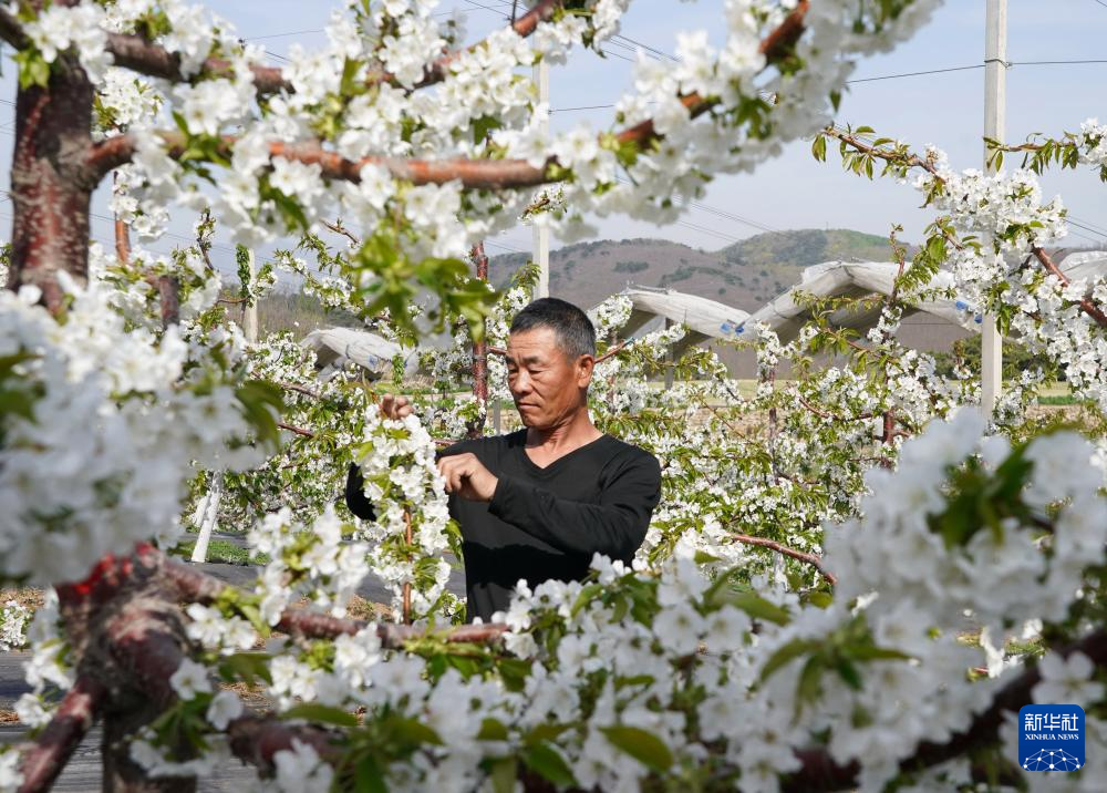 河北山海关:樱桃花开果农忙_凤凰网