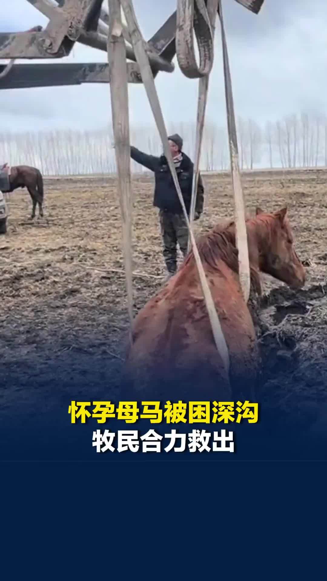 怀孕母马被困深沟牧民合力救出，施救牧民：母马很有灵性，获救后还回头看了看