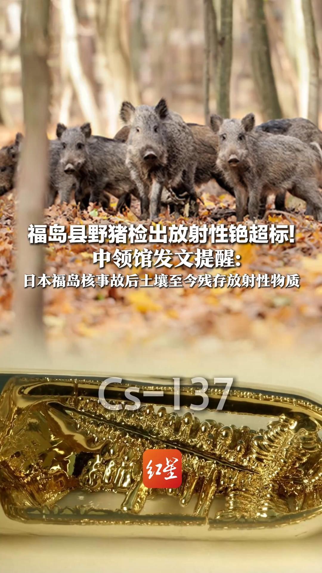 福岛县野猪检出放射性铯超标！中领馆发文提醒：根源是2011年日本福岛核事故，土壤至今残存放射性物质