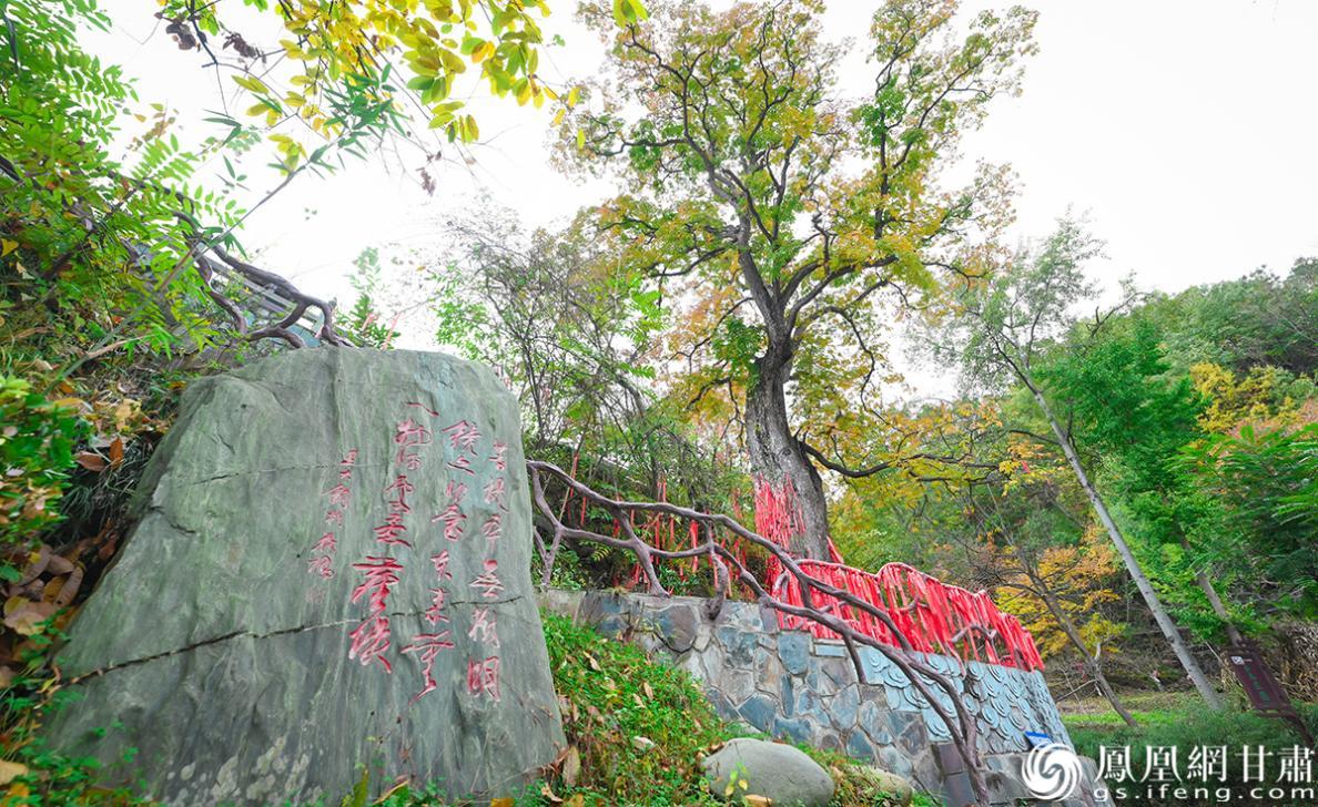 康县千年菩提树阅尽风霜　杨艺锴　摄