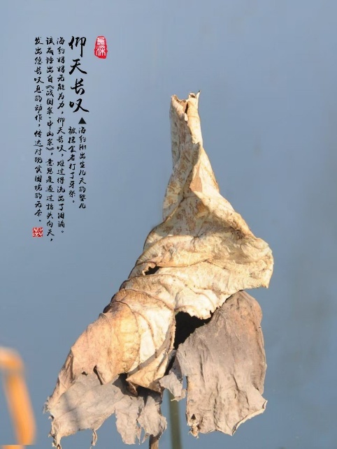 枯荷作品《仰天长叹》