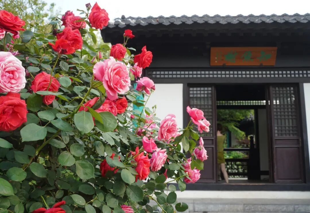 马健 南环公园.jpg