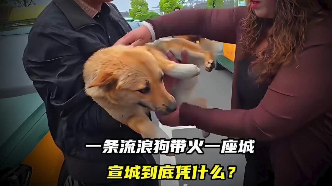 一条流浪狗带火一座城，宣城到底凭什么？