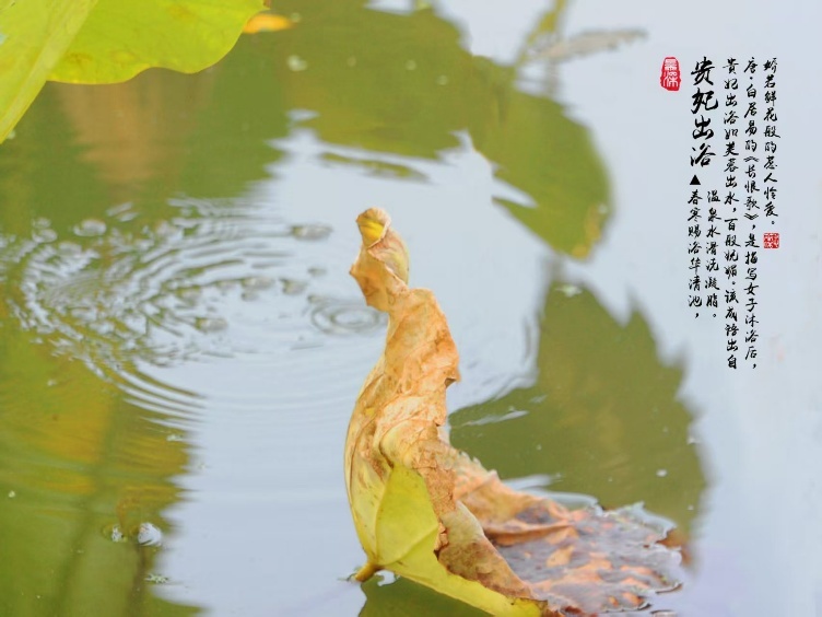 枯荷作品《贵妃出浴》