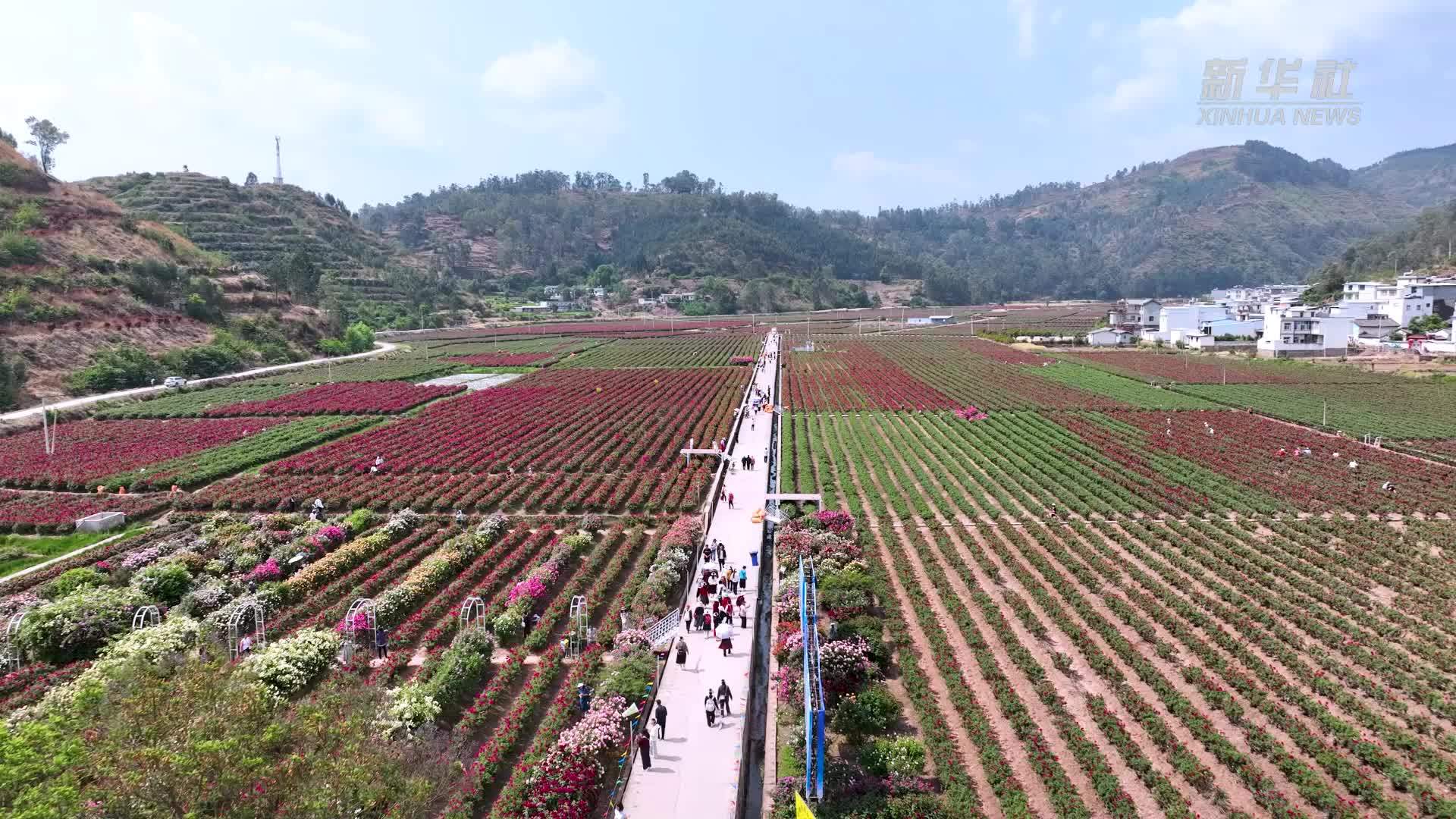 云南姚安：玫瑰花开带火乡村游