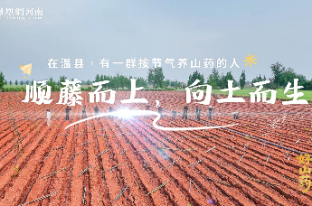 守山药的人：顺藤而上，向土而生