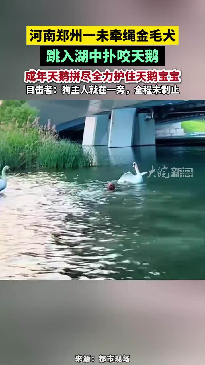 河南郑州一未牵绳金毛犬跳入湖中扑咬天鹅，成年天鹅拼尽全力护住天鹅宝宝，一次次奋力扇动翅膀，勇敢驱赶，目击者：狗主人就在一旁，全程未制止#天鹅