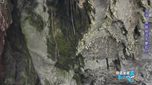 在肇庆怀集的燕岩，每年都有人蹲守燕子踢旧窝