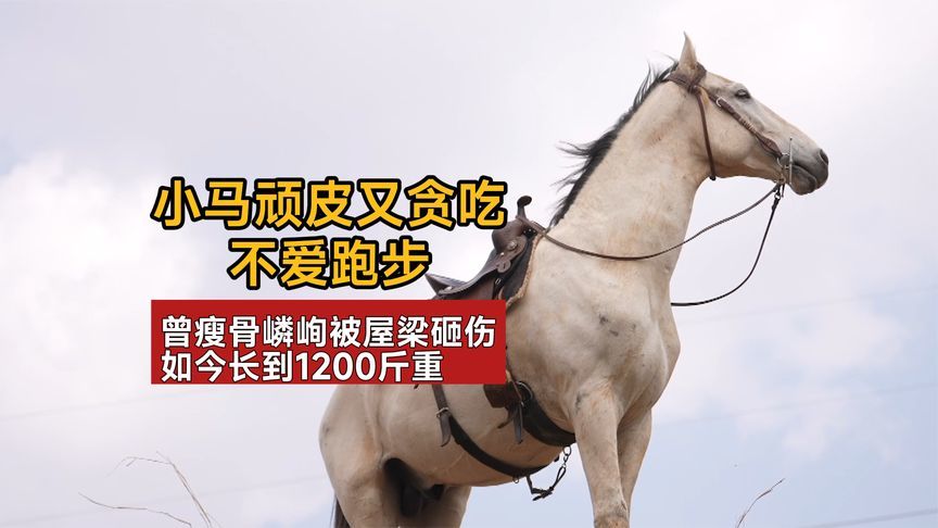 小马顽皮又贪吃，不爱跑步，曾瘦骨嶙峋被屋梁砸伤，如今1200斤重