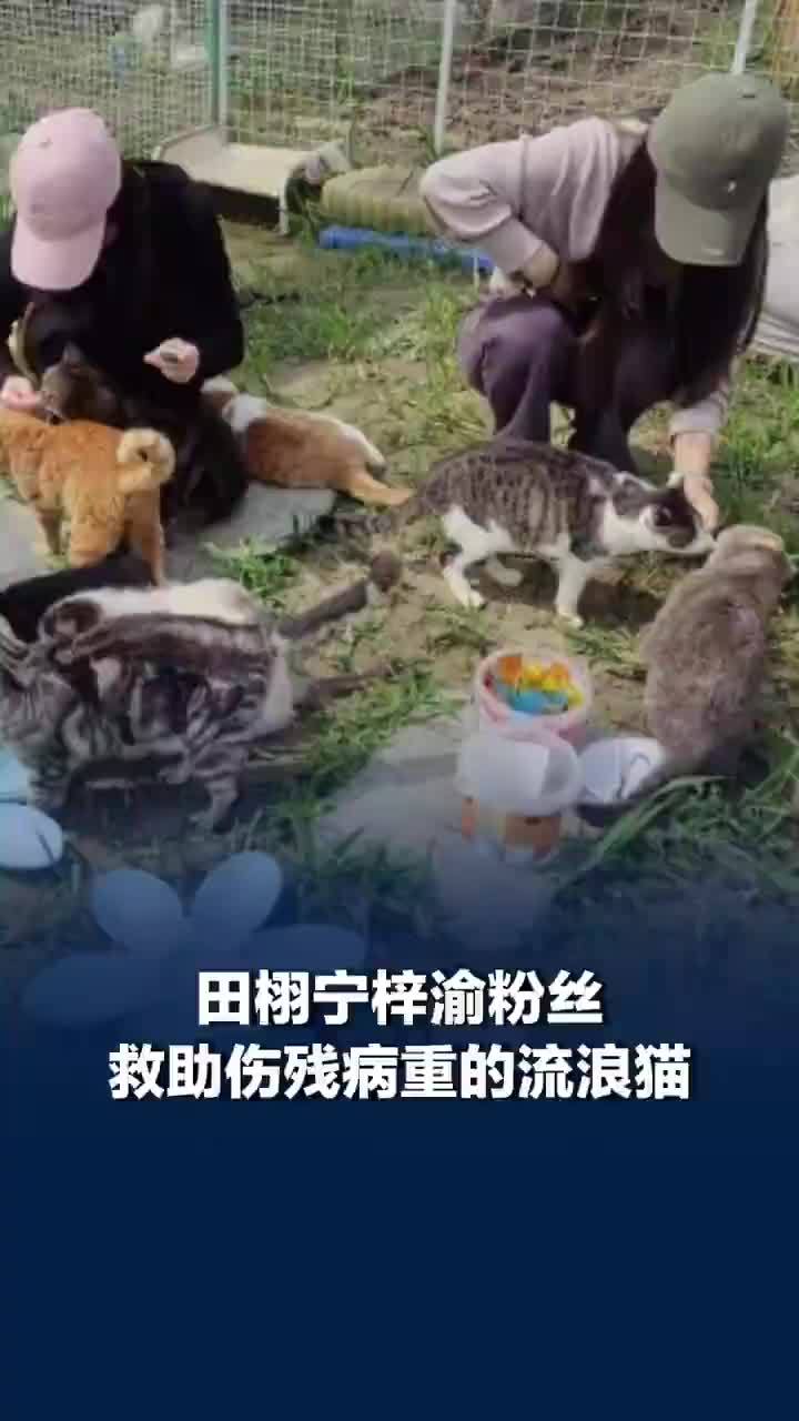 田栩宁梓渝粉丝救助伤残病重流浪猫