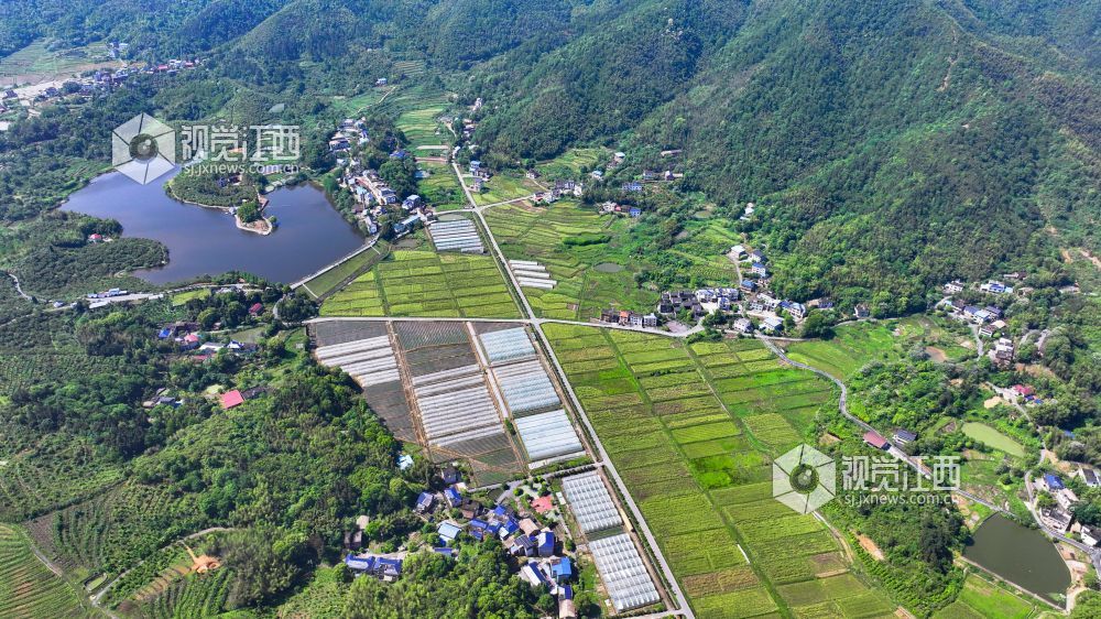 江西萍乡：“订单辣椒”种植忙（图）