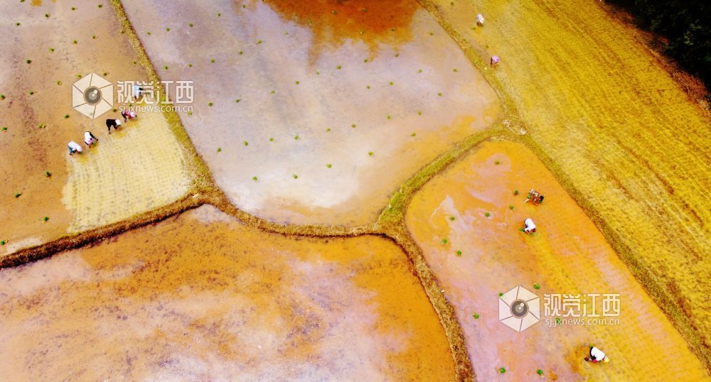 江西新余:早稻插秧正当时(图)