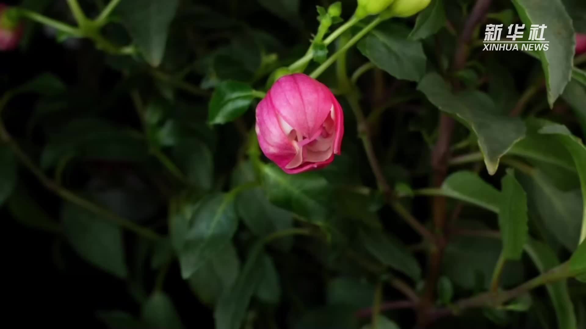 延时摄影：倒挂金钟 花开似仙裙轻舞